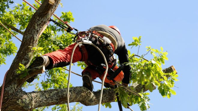 6 Types of Tree Removal for a Commercial Property