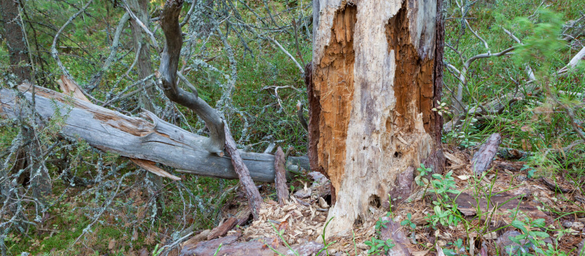 7 Signs Your Tree Is Dead or Dying