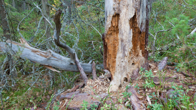 7 Signs Your Tree Is Dead or Dying