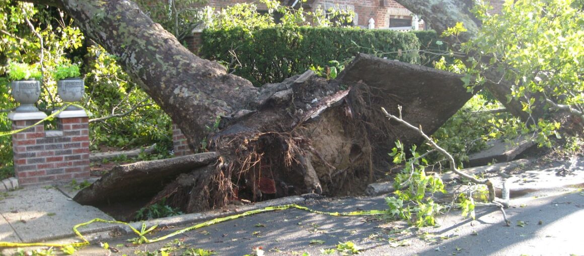 How to Hire the Best Emergency Tree Removal Company