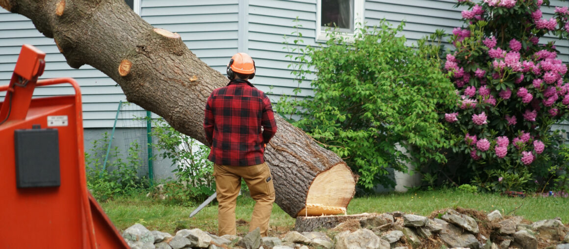 5 Telltale Signs You Need Emergency Tree Removal