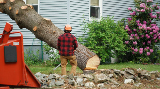 5 Telltale Signs You Need Emergency Tree Removal