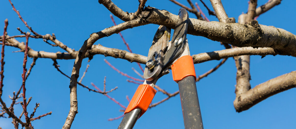 A Beginner's Guide to Tree Maintenance