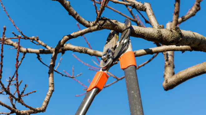 A Beginner's Guide to Tree Maintenance