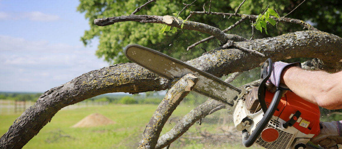 Seven Essential Tree Trimming Tips You Need to Know