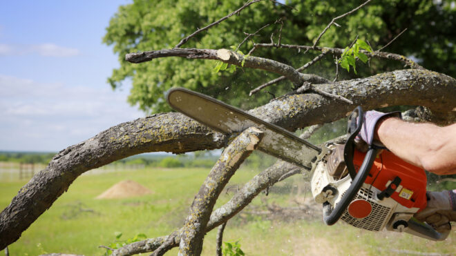 Seven Essential Tree Trimming Tips You Need to Know