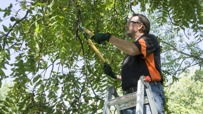 6 Common Tree Trimming Mistakes and How to Avoid Them