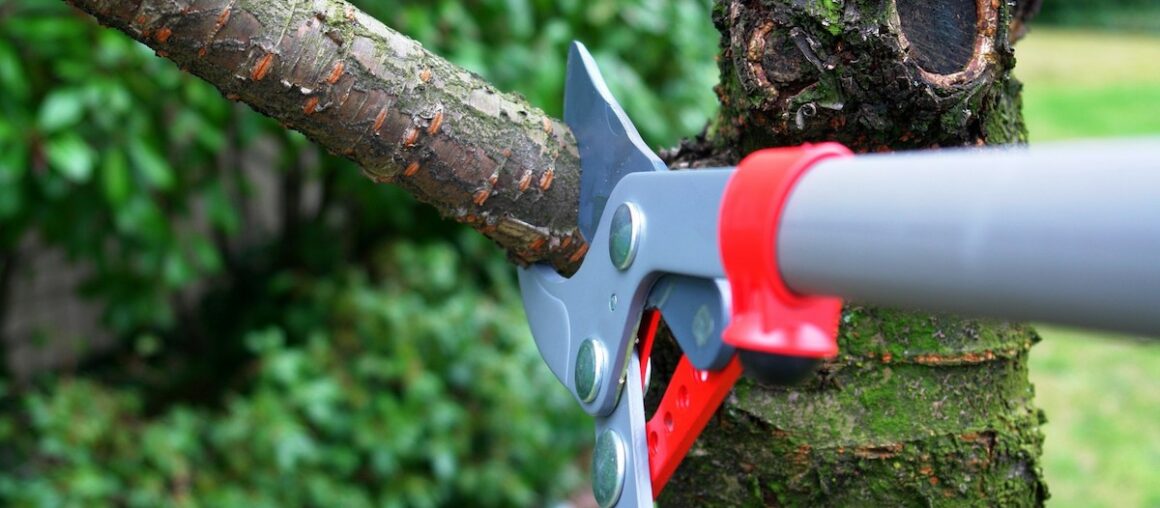 Emergency Tree Removal: How To Tell If You're Being Scammed