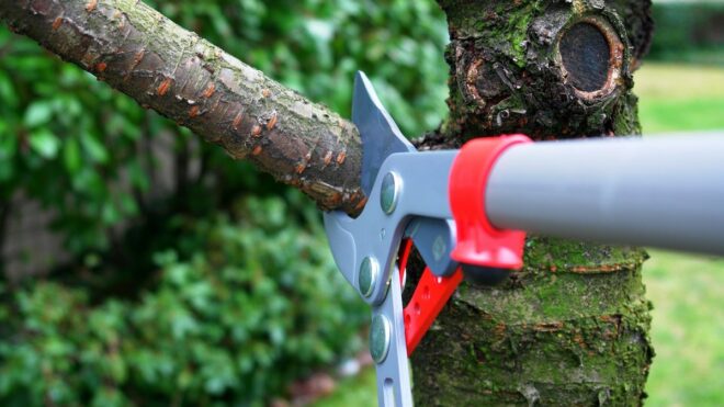 Emergency Tree Removal: How To Tell If You're Being Scammed