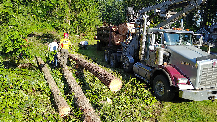 Tree-Logging-Snoqualmie-Pass-WA
