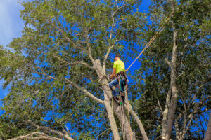 tree-pruning-sammamish-wa