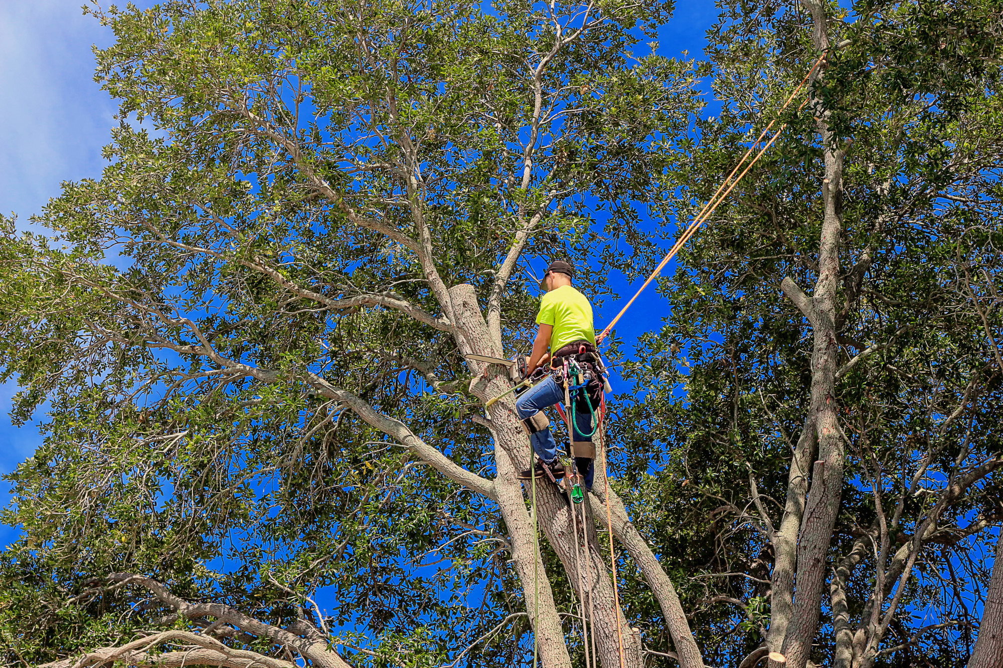 Tree-Pruning-Ronald-WA