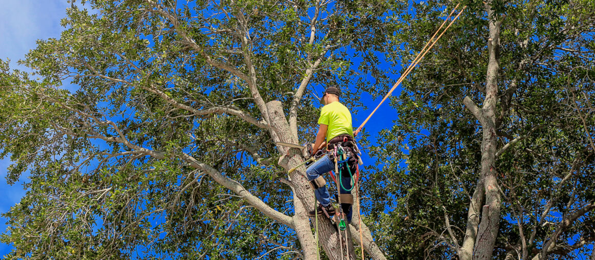 5 Signs You Need to Call a Tree Removal Service