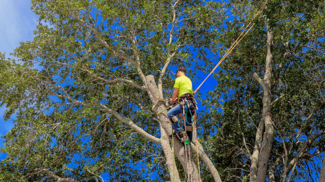 5 Signs You Need to Call a Tree Removal Service