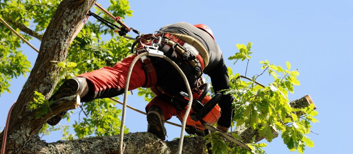 5 Things to Know Before Hiring an Arborist