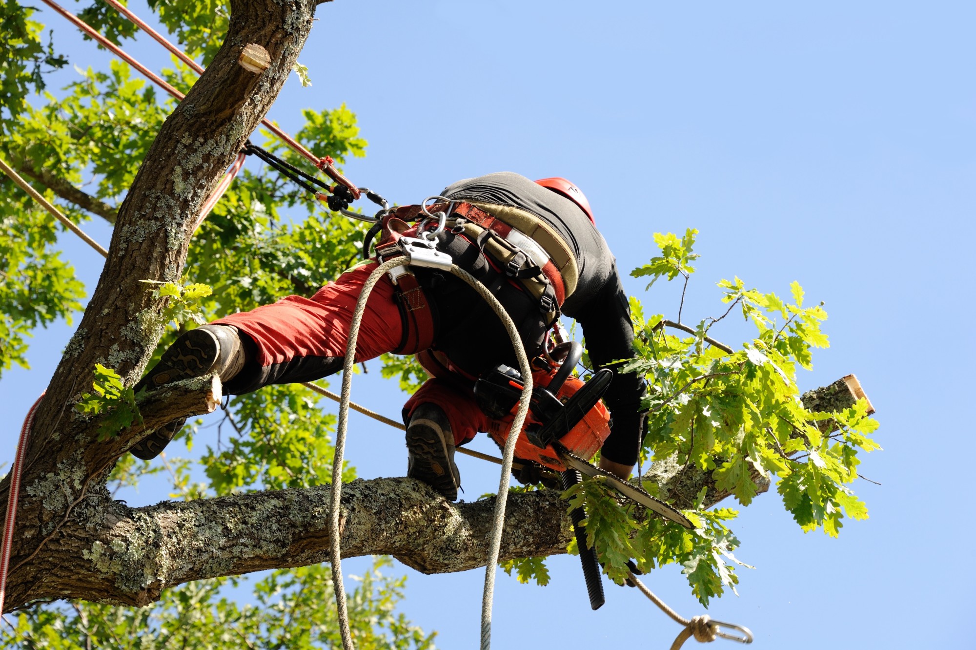 Tree-Thinning-Snoqualmie-Pass-WA