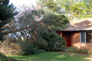 Tree-Service-Company-Crown-Hill-WA