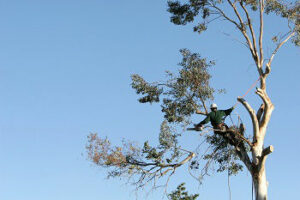 Tree-Service-Crown-Hill-WA