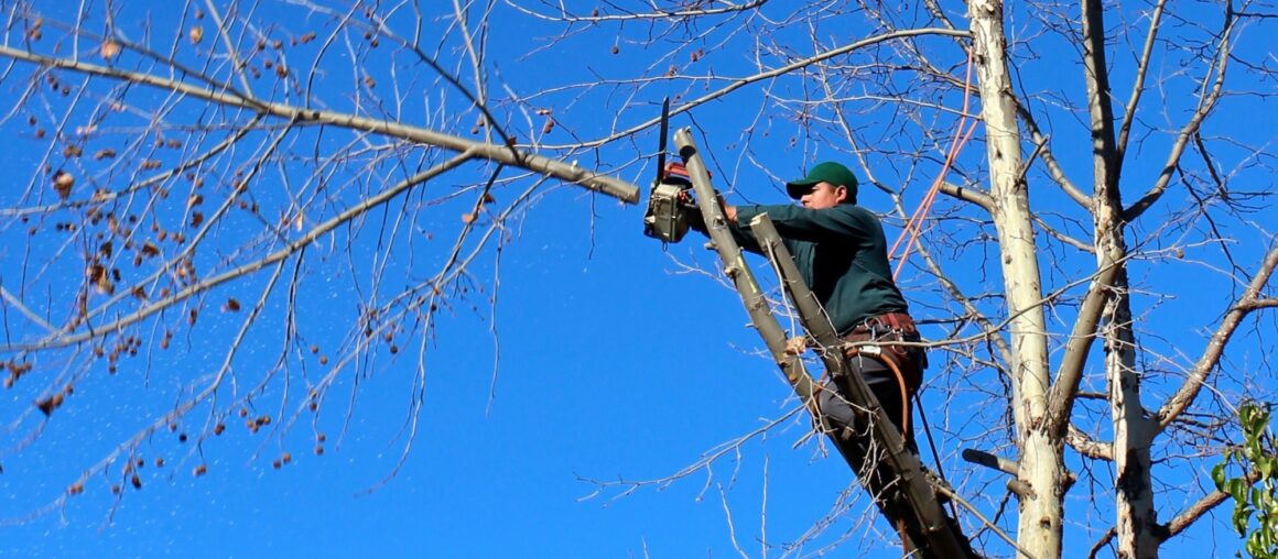 The Ultimate Guide on How to Save a Dying Tree