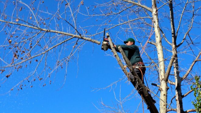 The Ultimate Guide on How to Save a Dying Tree