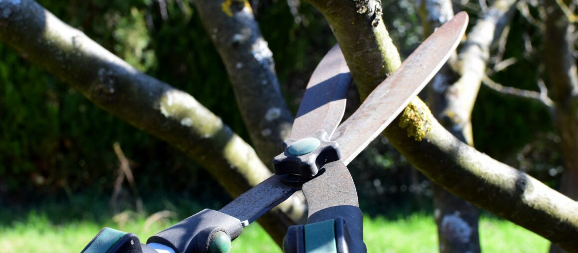 Pruning vs Trimming Trees: The Differences Explained