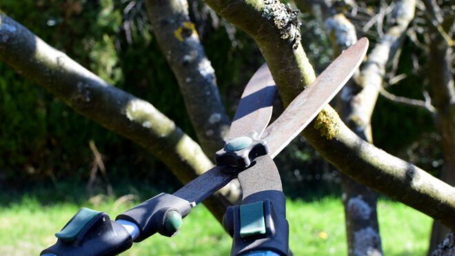 Pruning vs Trimming Trees: The Differences Explained