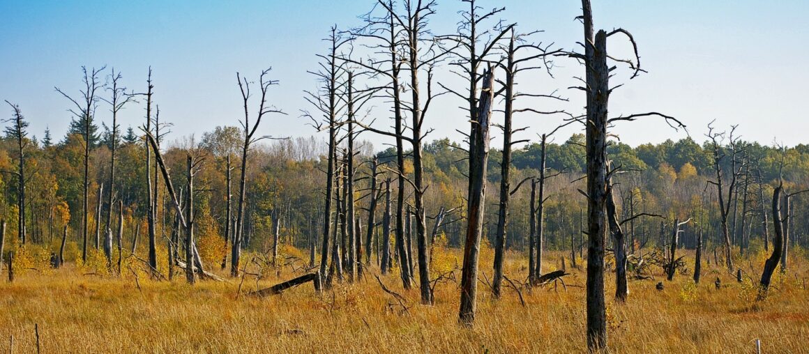 5 Signs Your Old Tree Needs Help