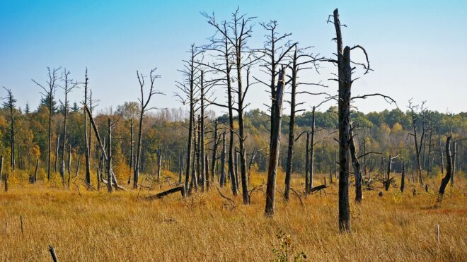 5 Signs Your Old Tree Needs Help