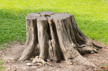 Stump Removal-Pierce County-WA