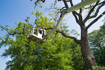 Tree Trimming-Pierce County-WA