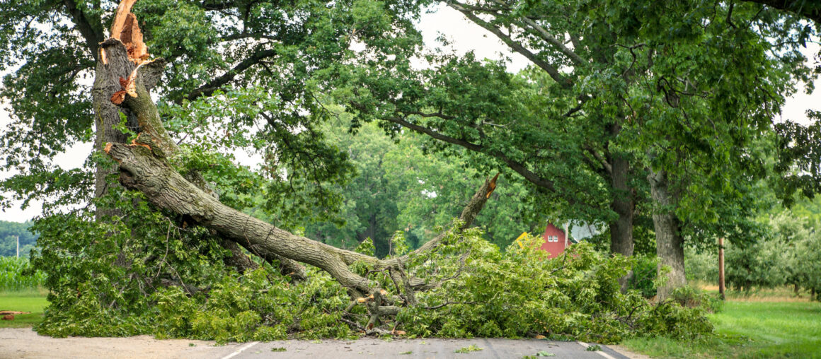 3 Benefits of Hiring A Tree Removal Service