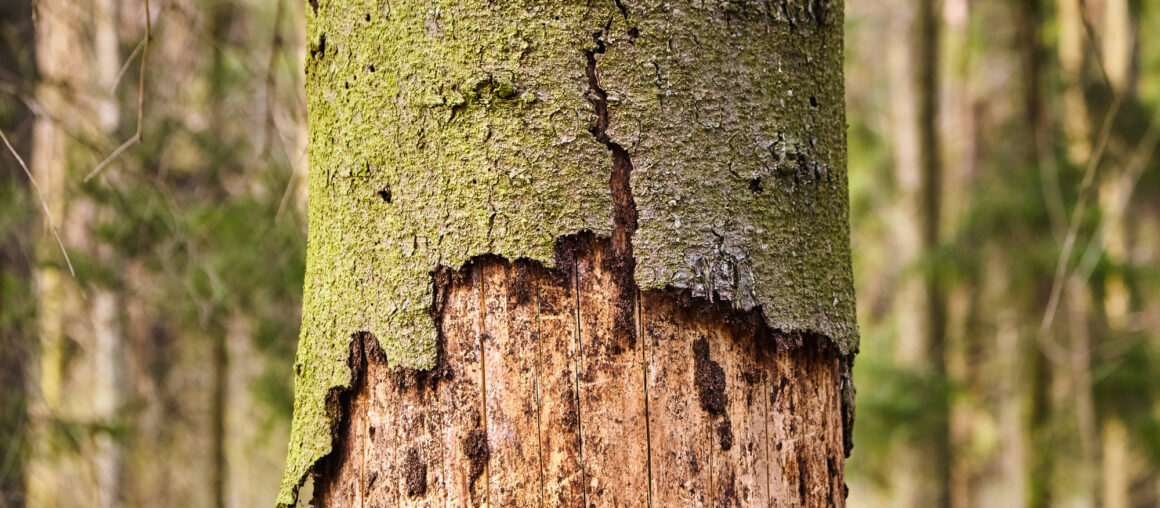 5 Dead Tree Dangers You Need to Know About
