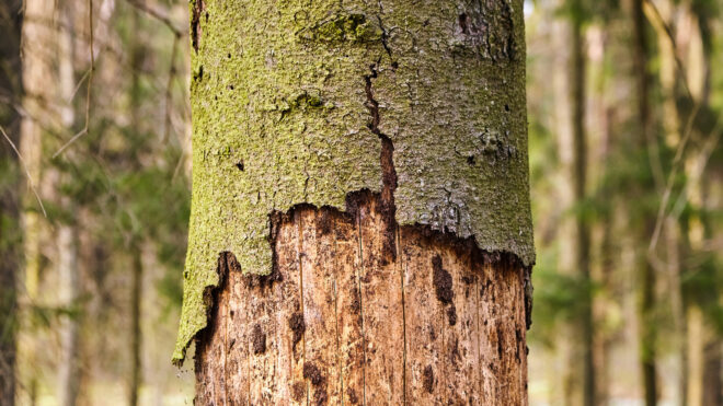 5 Dead Tree Dangers You Need to Know About