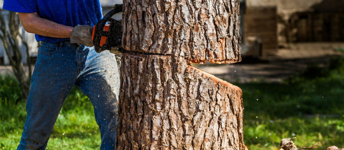 7 Questions to Ask Your Tree Removal Company