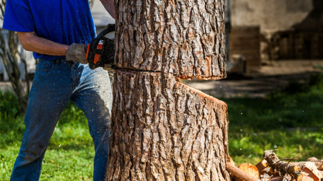 7 Questions to Ask Your Tree Removal Company