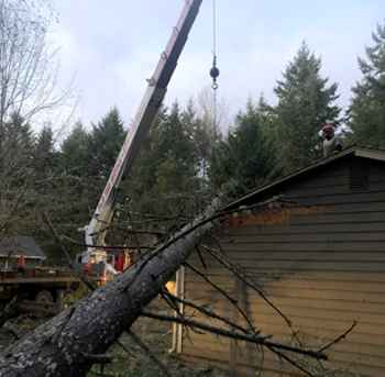 Emergency Tree Removal Service-Edmonds-WA