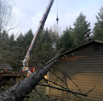 Emergency Tree Removal Service-Queen Anne-WA