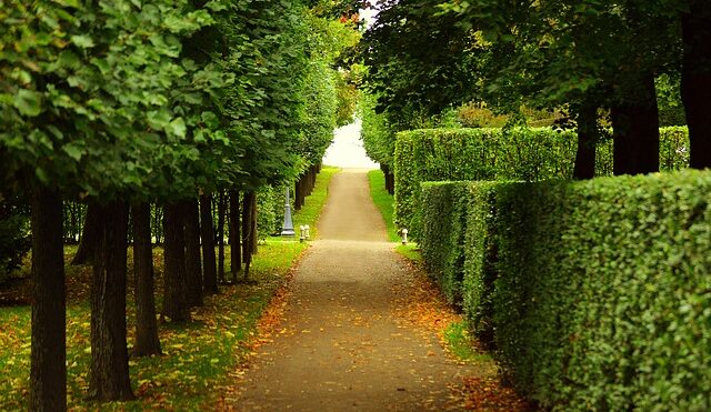 The Benefits of Pruning Your Trees