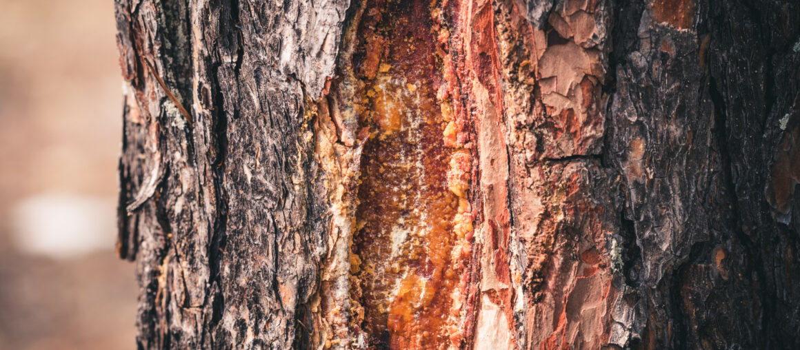 How to Spot a Dead Tree in Your Backyard