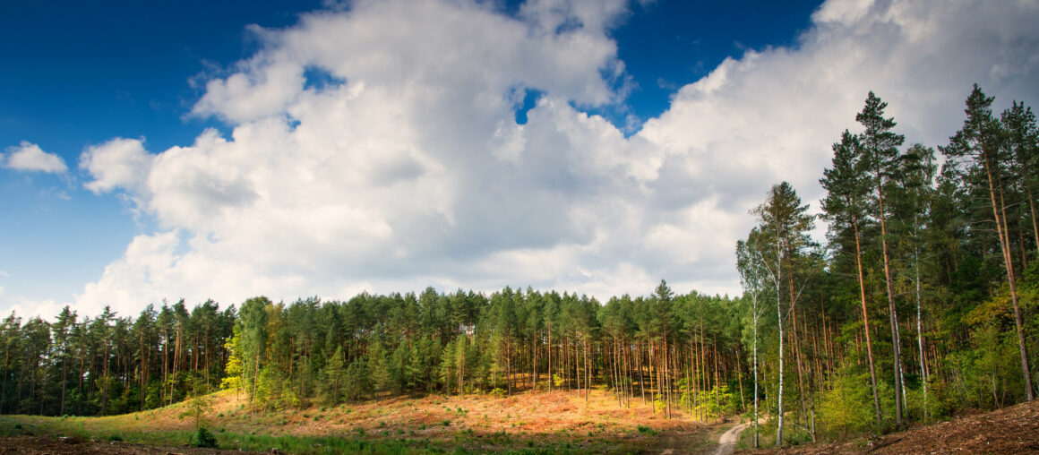 5 Reasons to Hire a Land Clearing Service for Your Property