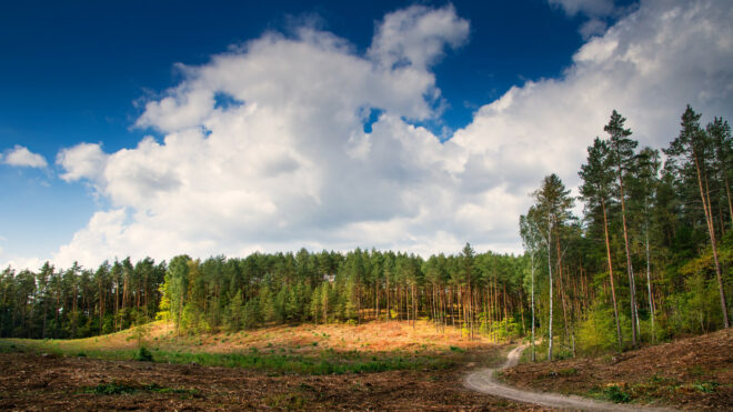 5 Reasons to Hire a Land Clearing Service for Your Property