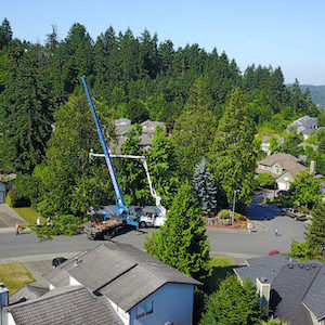 Crane Tree Removal {{city}}-Columbia-WA