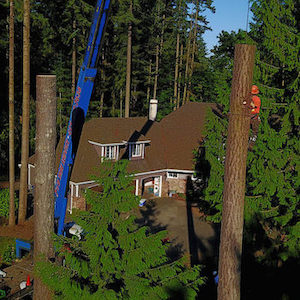 Tree Removal With Crane {{city}}-Point Defiance-WA