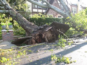 Downed Tree Removal-Columbia-WA