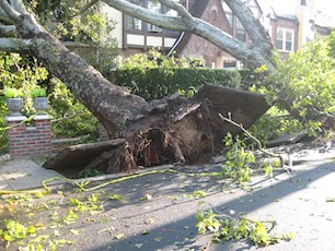 Downed Tree Removal-Crown Hill-WA