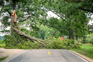 Fallen Tree Removal-Queen Anne-WA