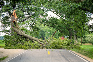 Fallen Tree Removal-Parkland-WA