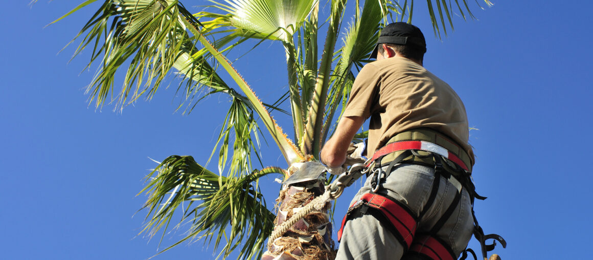 5 Questions to Ask Before Hiring Tree Trimming Services