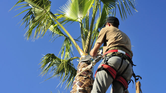 5 Questions to Ask Before Hiring Tree Trimming Services