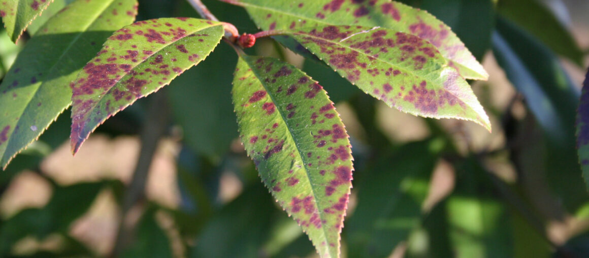 5 Types of Tree Diseases That Require Tree Removal